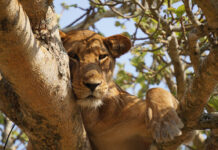 Nikon Announces New Nikon F3