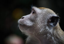 50mm vs 85mm Lenses And How to Choose