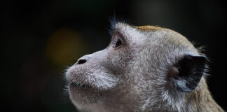 Absolute Best Budget Lenses